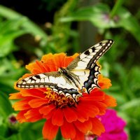 Бабочка и цветок :: Владимир 