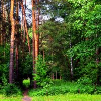 Чем дальше в лес, тем больше дров и пусть,  я леса этого нисколько не боюсь! :: Татьяна Помогалова