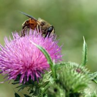 Цветочная муха ( Volucella zonaria) :: Олег Шендерюк