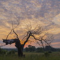 Одиноко стоящее дерево на рассвете :: Сергей Корнев