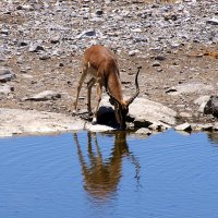 Водопой. :: Jakob Gardok