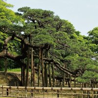 Токио Парк Хамарикю 300-летняя сосна :: wea *