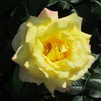 Жёлтая роза :: Дмитрий Никитин