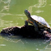 ВОДЯНЫЕ ЧЕРЕПАХИ  СЕВАСТОПОЛЬСКОГО ДЕТСКОГО ПАРКА " ЛУКОМОРЬЕ " :: ВАДИМ СКОРОБОГАТОВ