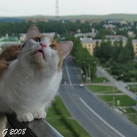 Кот над городом :: OLLES 