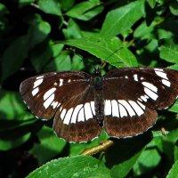 *Пеструшка таволговая (лат. Neptis rivularis) — дневная бабочка из семейства нимфалид :: vodonos241 