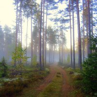Дорога в лесу :: Leonid Tabakov