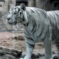 Бенгальский тигр-альбинос :: Дмитрий Солоненко