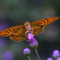 Butterfly :: Юрий Бичеров