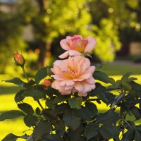 Розы в вечернем саду :: Aнна Зарубина