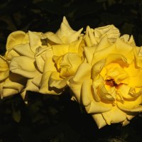 Гирлянда из жёлтых роз под ярким солнцем :: Aнна Зарубина