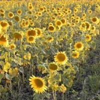 Подсолнухи... Sunflowers... :: Сергей Леонтьев