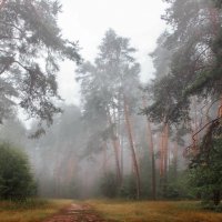 Дождевым мерцающим туманом... :: Лесо-Вед (Баранов)
