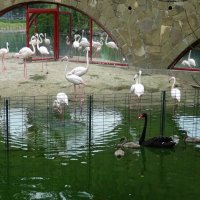 Фламинго и лебеди :: татьяна 