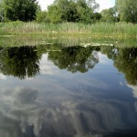 Зеркальная гладь реки Битюг.. :: Ольга Кривых