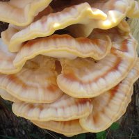 Ещё раз о красоте грибов... :: Тамара Бедай 
