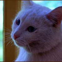 Портрет кота у окна :: san05 -  Александр Савицкий