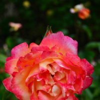 Великолепная королева цветов в королевском Саду роз :: Тамара Бедай 