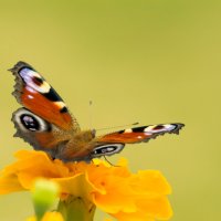 Лето - время бабочек :: Олег Пученков