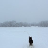 Зимний туман... :: Крылова Светлана 