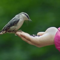 Халява :: Владимир 