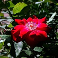 Красная роза :: Владимир Бровко