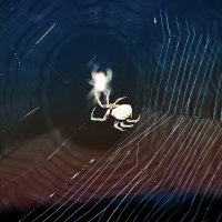 Мир паука 2 :: Александр Зиновьев
