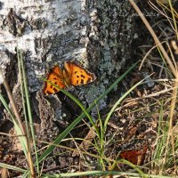 Бабочки и насекомые. :: Liudmila LLF