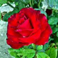 Красная роза :: Татьяна Королёва