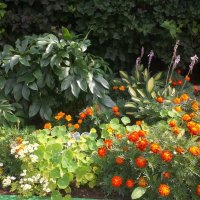 Августовские цветы :: Светлана Шаповалова (Глотова)