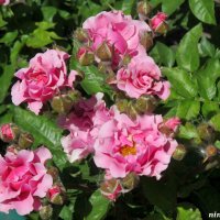 Розы кустовые :: Нина Бутко