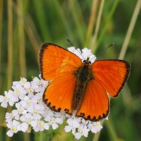 про бабочек на цветах 3 :: Александр Прокудин
