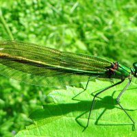 .   Самка.Красотка блестящая (лат. Calopteryx splendens) . :: vodonos241 