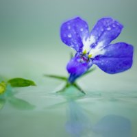 маленький синий цветок :: Iulia Efremova