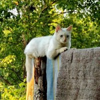 Коты на столбике 3 :: Светлана Рябова-Шатунова