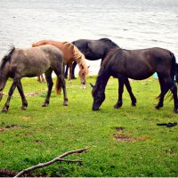 Алтайские лошади :: Nina Streapan