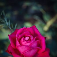 «…Хочу я алых роз, хочу я роз влюблённых, Хочу я утопать в душистом полусне…» :: Андрей Нибылица