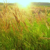 Уходит солнце за лесок :: Raduzka (Надежда Веркина)