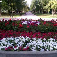 Яркие краски цветочных страстей! :: Ольга Кривых