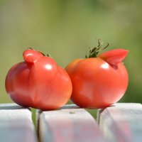 Angry ... tomatoes :: NICKIII Михаил Г.