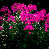 цветы :: Валерий Гудков