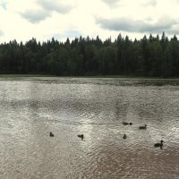 Уточки на озере. :: Валентина Жукова
