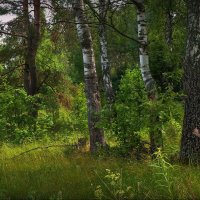 В лесу! :: Владимир Шошин