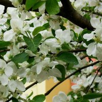 Ветви полные белых цветов :: Daria Vorons