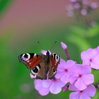 Butterfly :: Андрей Вестмит
