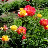Разноцветье роз :: Нина Бутко