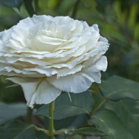 Белая роза :: El Кондукова