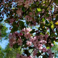 яблони в цвету :: nataly-teplyakov 