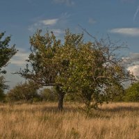 Старый колхозный сад :: Ольга Винницкая (Olenka)