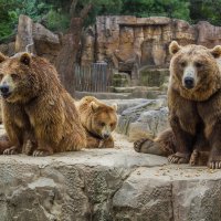 Три медведя. :: Andrey Odnolitok